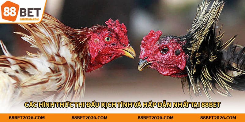 Các hình thức thi đấu kịch tính và hấp dẫn nhất tại 88Bet